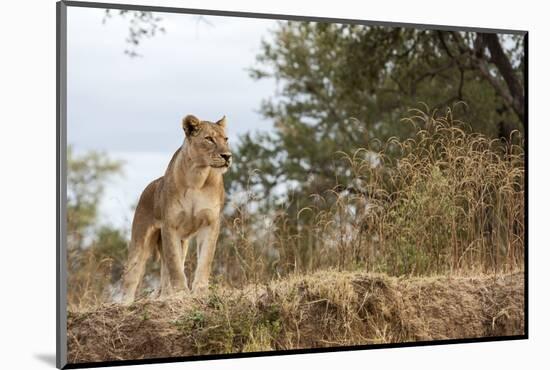 Young Lion (Panthera Leo)-Michele Westmorland-Mounted Photographic Print