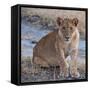 Young Lion - Zambia-Scott Bennion-Framed Stretched Canvas