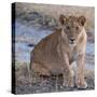 Young Lion - Zambia-Scott Bennion-Stretched Canvas