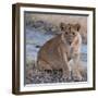 Young Lion - Zambia-Scott Bennion-Framed Photo