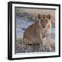 Young Lion - Zambia-Scott Bennion-Framed Photo
