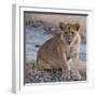 Young Lion - Zambia-Scott Bennion-Framed Photo