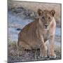 Young Lion - Zambia-Scott Bennion-Mounted Photo