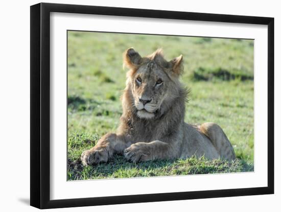 Young Lion-Martin Fowkes-Framed Giclee Print