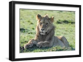 Young Lion-Martin Fowkes-Framed Giclee Print