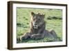 Young Lion-Martin Fowkes-Framed Giclee Print