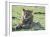 Young Lion-Martin Fowkes-Framed Giclee Print