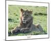 Young Lion-Martin Fowkes-Mounted Giclee Print