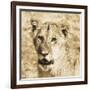 Young Lion-Susann Parker-Framed Photo