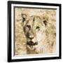 Young Lion-Susann Parker-Framed Photo