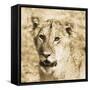 Young Lion-Susann Parker-Framed Stretched Canvas