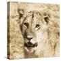 Young Lion-Susann Parker-Stretched Canvas