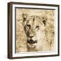 Young Lion-Susann Parker-Framed Photo