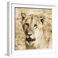 Young Lion-Susann Parker-Framed Photo