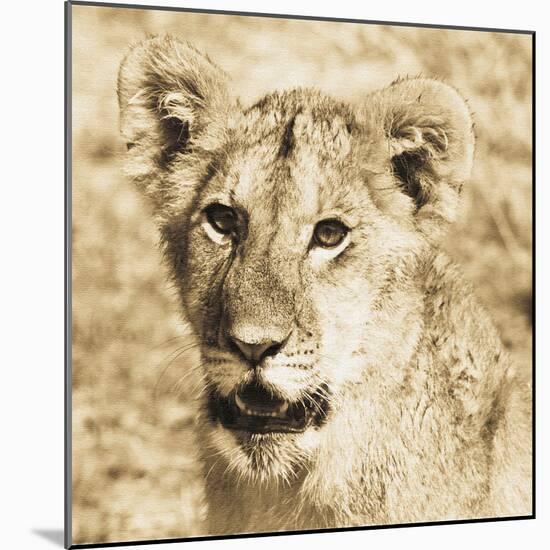 Young Lion-Susann Parker-Mounted Photo