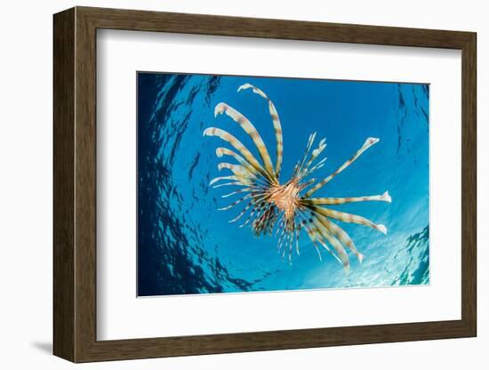 Young lionfish swimming near surface, Sinai, Egypt, Red Sea-Alex Mustard-Framed Photographic Print