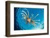 Young lionfish swimming near surface, Sinai, Egypt, Red Sea-Alex Mustard-Framed Photographic Print