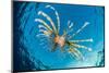 Young lionfish swimming near surface, Sinai, Egypt, Red Sea-Alex Mustard-Mounted Photographic Print