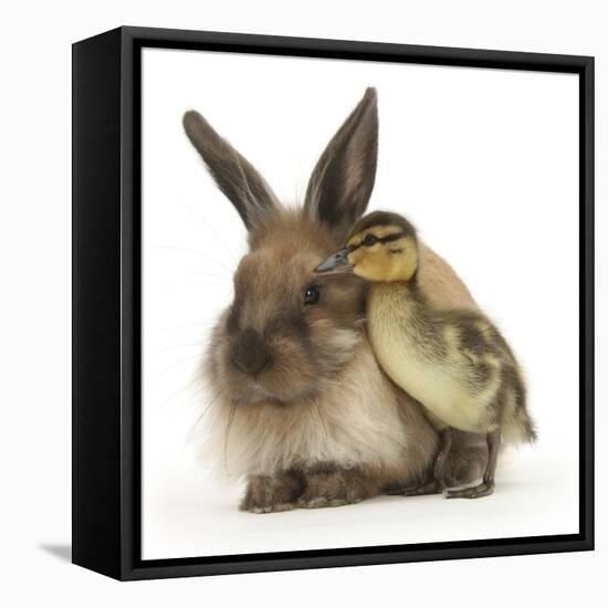 Young Lionhead-Lop Rabbit and Mallard Duckling-Mark Taylor-Framed Stretched Canvas