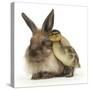 Young Lionhead-Lop Rabbit and Mallard Duckling-Mark Taylor-Stretched Canvas