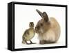 Young Lionhead-Lop Rabbit and Mallard Duckling-Mark Taylor-Framed Stretched Canvas