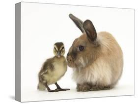 Young Lionhead-Lop Rabbit and Mallard Duckling-Mark Taylor-Stretched Canvas