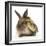 Young Lionhead-Lop Rabbit and Mallard Duckling-Mark Taylor-Framed Photographic Print