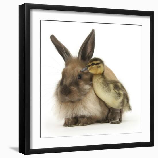 Young Lionhead-Lop Rabbit and Mallard Duckling-Mark Taylor-Framed Photographic Print