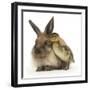 Young Lionhead-Lop Rabbit and Mallard Duckling-Mark Taylor-Framed Photographic Print