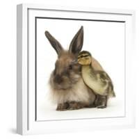 Young Lionhead-Lop Rabbit and Mallard Duckling-Mark Taylor-Framed Photographic Print