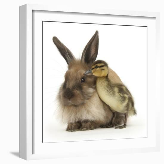 Young Lionhead-Lop Rabbit and Mallard Duckling-Mark Taylor-Framed Photographic Print