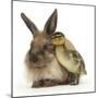 Young Lionhead-Lop Rabbit and Mallard Duckling-Mark Taylor-Mounted Photographic Print