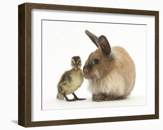 Young Lionhead-Lop Rabbit and Mallard Duckling-Mark Taylor-Framed Photographic Print