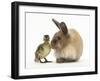 Young Lionhead-Lop Rabbit and Mallard Duckling-Mark Taylor-Framed Photographic Print