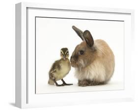 Young Lionhead-Lop Rabbit and Mallard Duckling-Mark Taylor-Framed Photographic Print