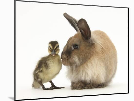 Young Lionhead-Lop Rabbit and Mallard Duckling-Mark Taylor-Mounted Photographic Print