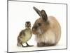 Young Lionhead-Lop Rabbit and Mallard Duckling-Mark Taylor-Mounted Photographic Print