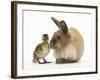 Young Lionhead-Lop Rabbit and Mallard Duckling-Mark Taylor-Framed Photographic Print