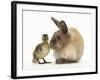 Young Lionhead-Lop Rabbit and Mallard Duckling-Mark Taylor-Framed Photographic Print