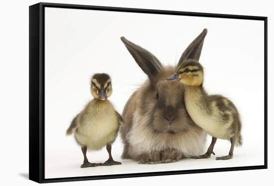 Young Lionhead-Lop Rabbit and Mallard Ducklings-Mark Taylor-Framed Stretched Canvas