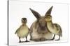 Young Lionhead-Lop Rabbit and Mallard Ducklings-Mark Taylor-Stretched Canvas