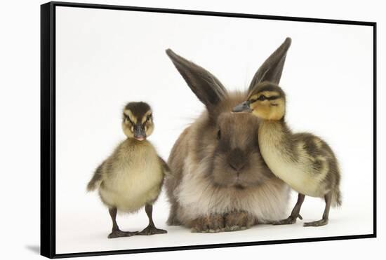 Young Lionhead-Lop Rabbit and Mallard Ducklings-Mark Taylor-Framed Stretched Canvas