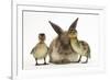 Young Lionhead-Lop Rabbit and Mallard Ducklings-Mark Taylor-Framed Photographic Print