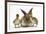 Young Lionhead-Lop Rabbit and Mallard Ducklings-Mark Taylor-Framed Photographic Print