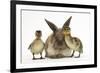 Young Lionhead-Lop Rabbit and Mallard Ducklings-Mark Taylor-Framed Photographic Print