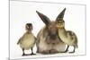 Young Lionhead-Lop Rabbit and Mallard Ducklings-Mark Taylor-Mounted Photographic Print