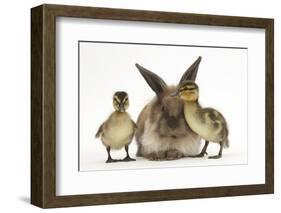 Young Lionhead-Lop Rabbit and Mallard Ducklings-Mark Taylor-Framed Photographic Print