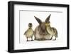 Young Lionhead-Lop Rabbit and Mallard Ducklings-Mark Taylor-Framed Photographic Print