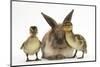 Young Lionhead-Lop Rabbit and Mallard Ducklings-Mark Taylor-Mounted Photographic Print