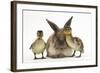 Young Lionhead-Lop Rabbit and Mallard Ducklings-Mark Taylor-Framed Photographic Print